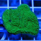 Green Montipora Coral Frag for Sale – Vibrant & Fast-Growing SPS