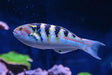 Hardwicke Wrasse