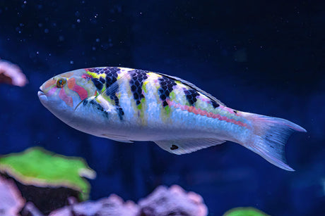 Hardwicke Wrasse