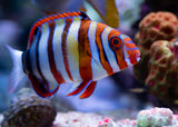 Harlequin Tusk Fish