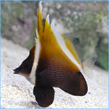 Brown Heniochus Butterfly