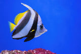 Heniochus Butterflyfish