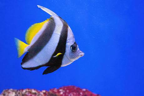 Heniochus Butterflyfish