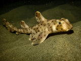 Horn Shark