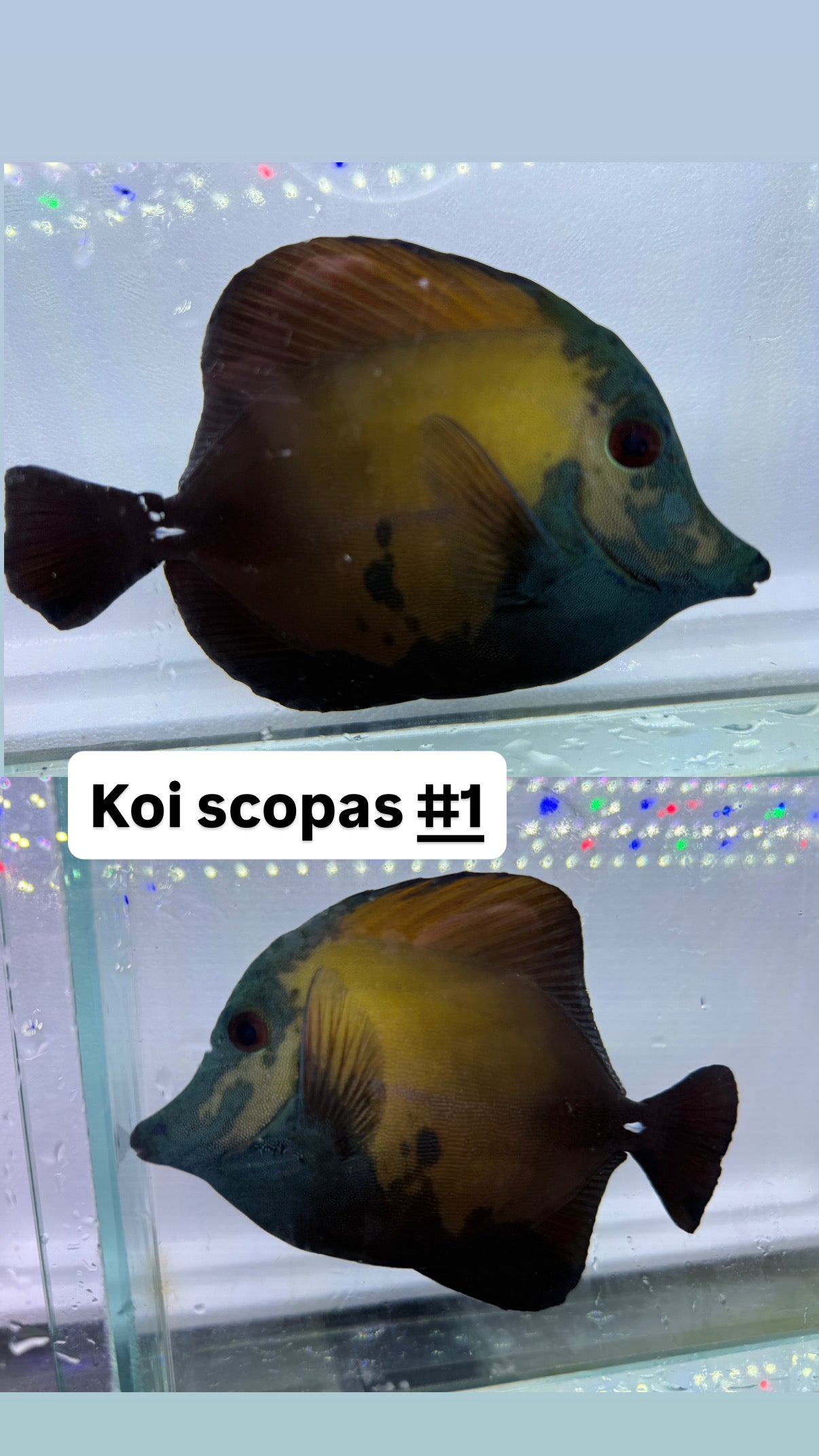 Blue face Koi Scopas tang #1