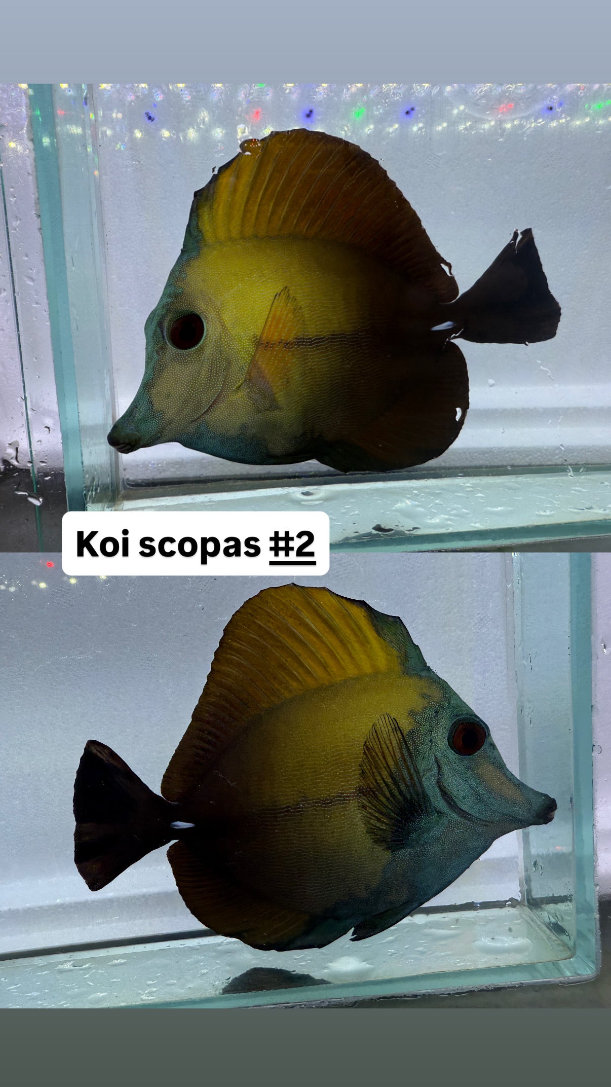 Blue face Koi Scopas tang #2