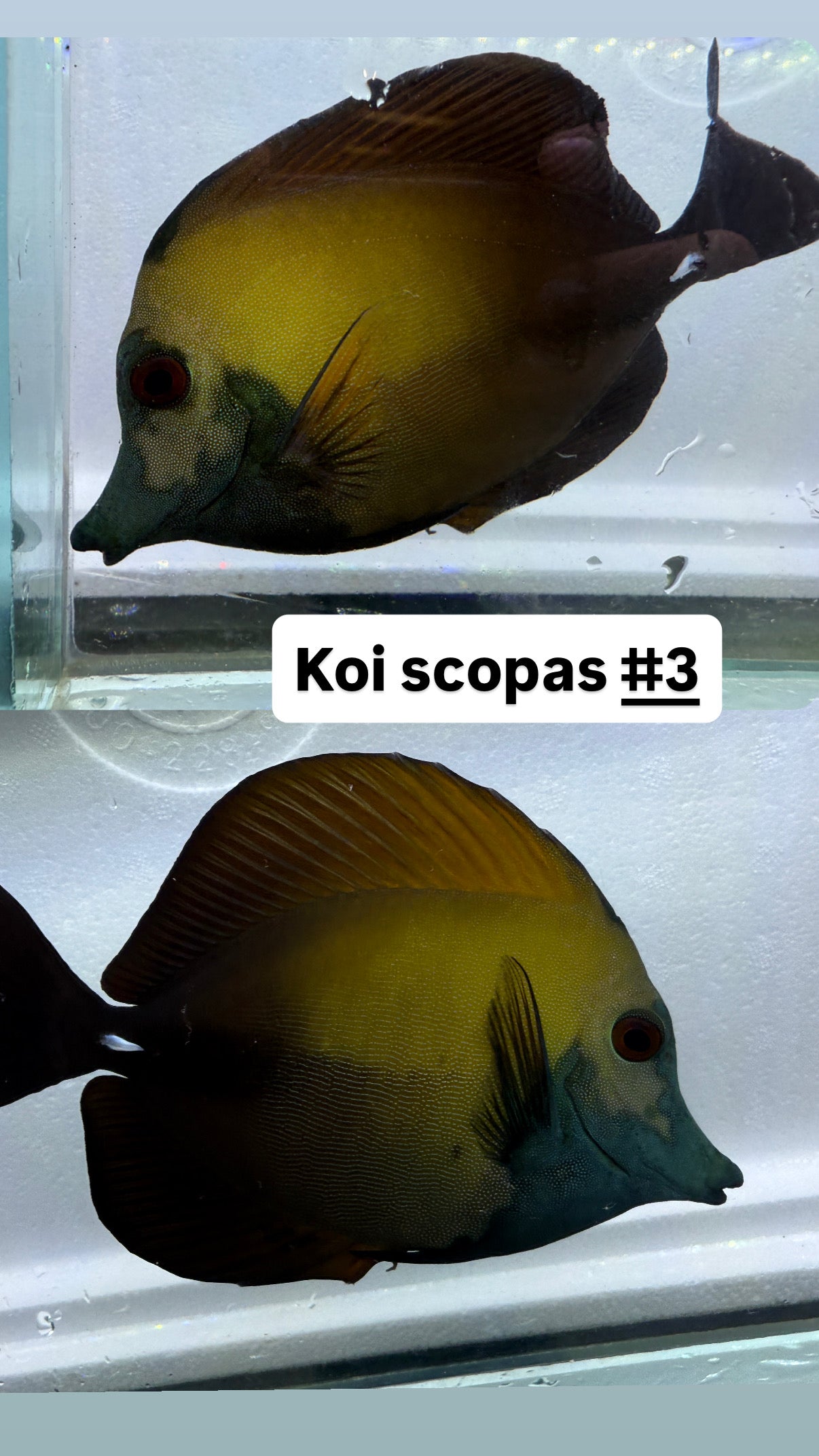 Blue face Koi Scopas tang #3