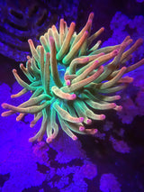 Rainbow Bubble Tip Anemone
