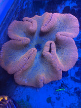 Extra large rainbow carpet anemone