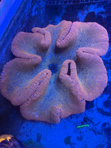 Extra large rainbow carpet anemone