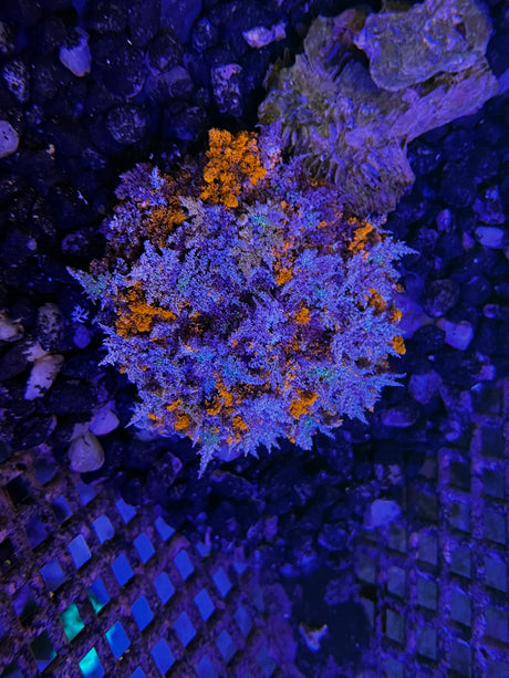 Hellfire Anemone