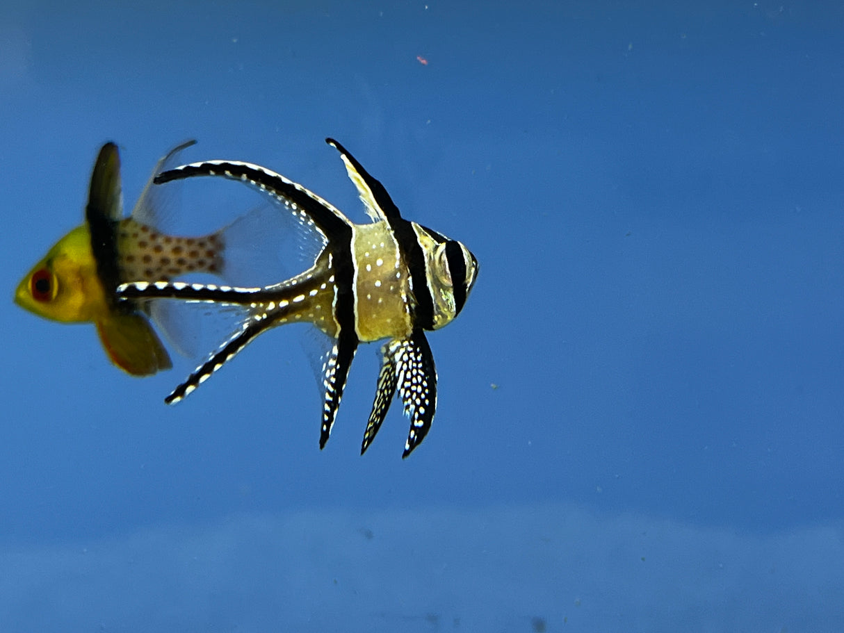 Banggai cardinalfish