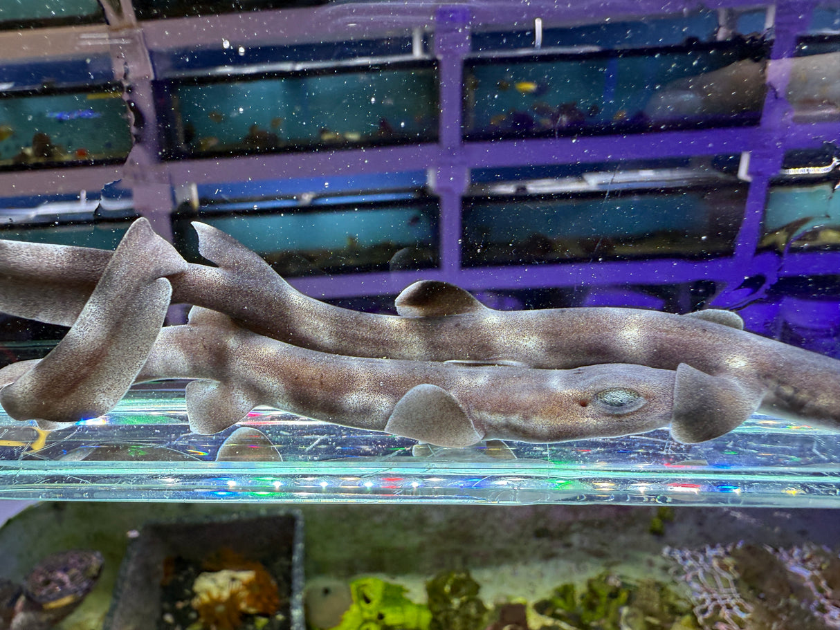 Coral Catshark Captive bred pair M/F