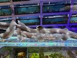 Coral Catshark Captive bred pair M/F