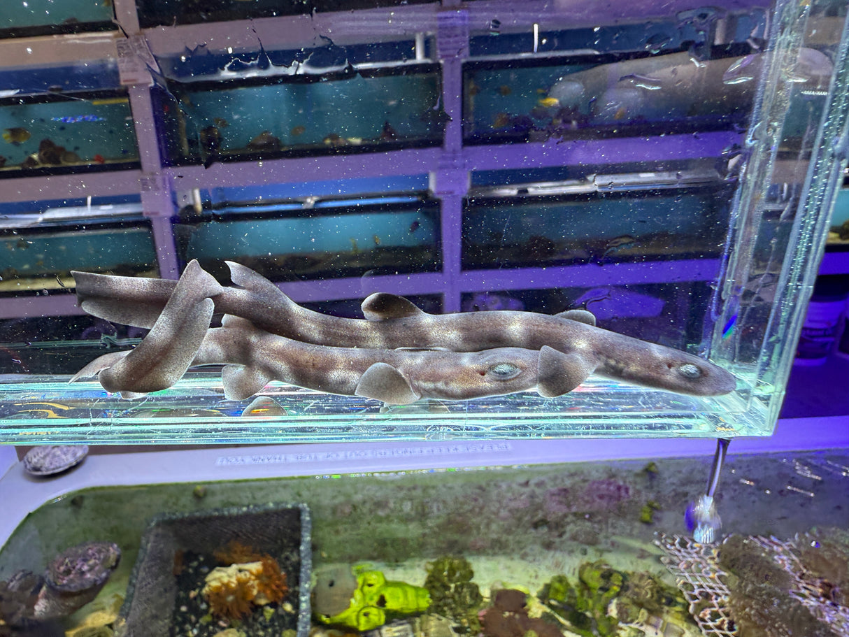 Coral Catshark Captive bred pair M/F