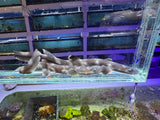 Coral Catshark Captive bred pair M/F