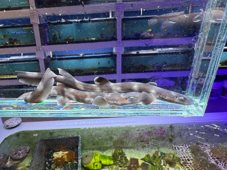 Coral Catshark Captive bred pair M/F