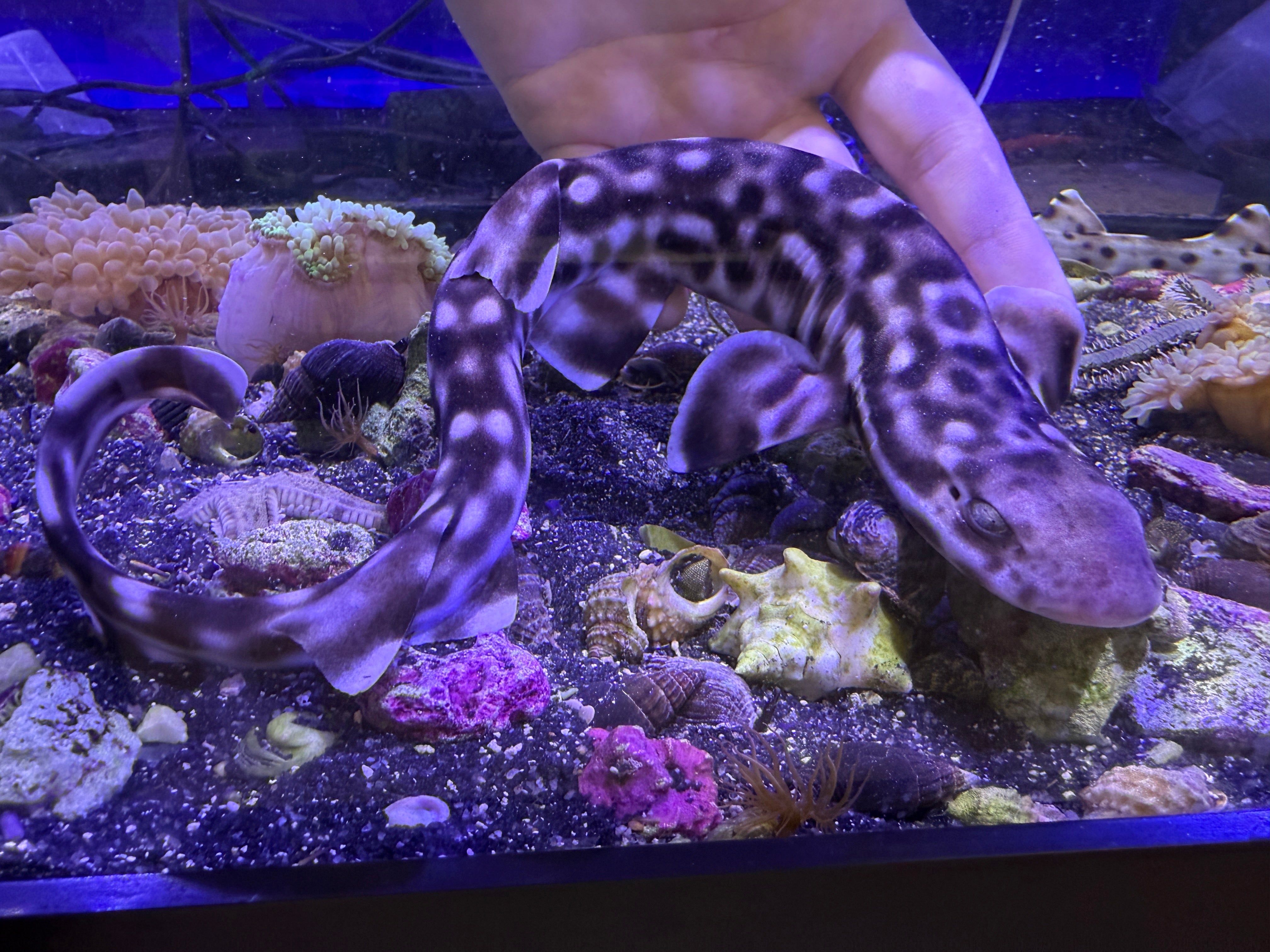 Marbled Coral Cat shark – Discover Aquatics Shop
