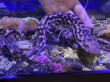 Female Coral Cat shark