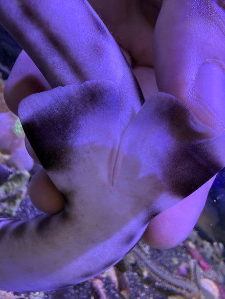 Female Coral Cat shark