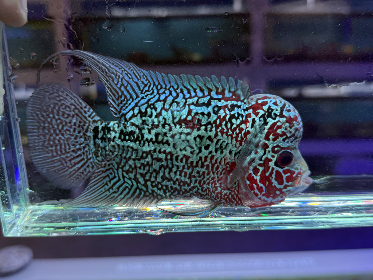 Flowerhorn Male #2 WYSIWYG