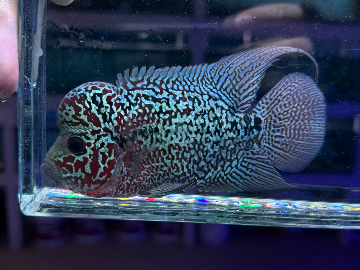Flowerhorn Male #2 WYSIWYG
