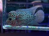 Flowerhorn Male #2 WYSIWYG
