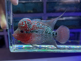 Flowerhorn Male #3 WYSIWYG