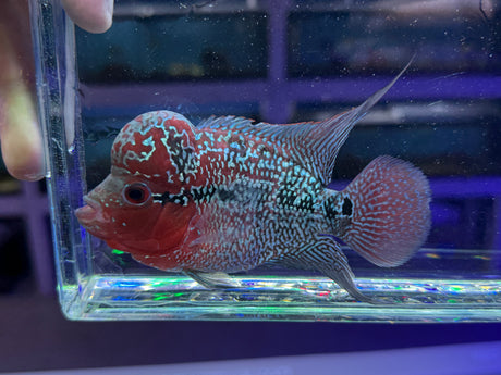 Flowerhorn Male #3 WYSIWYG