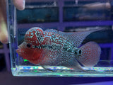 Flowerhorn Male #3 WYSIWYG