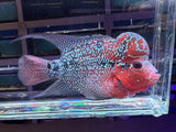 Flowerhorn Male #3 WYSIWYG