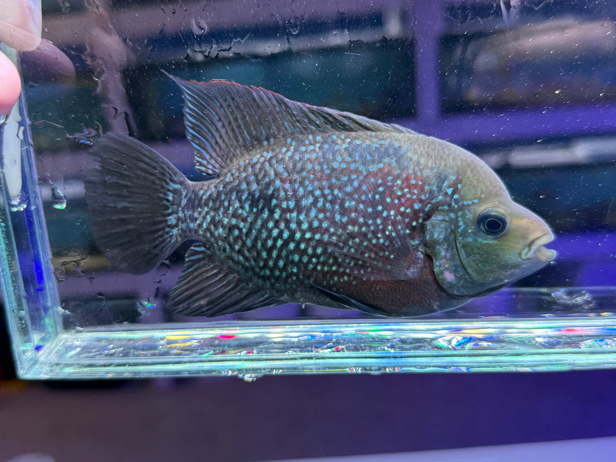 Flowerhorn Male Hybrid #4 WYSIWYG
