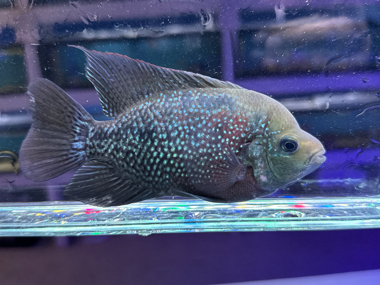 Flowerhorn Male Hybrid #4 WYSIWYG