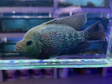 Flowerhorn Male Hybrid #4 WYSIWYG
