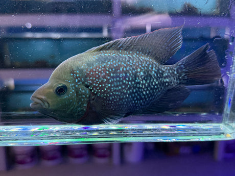 Flowerhorn Male Hybrid #4 WYSIWYG