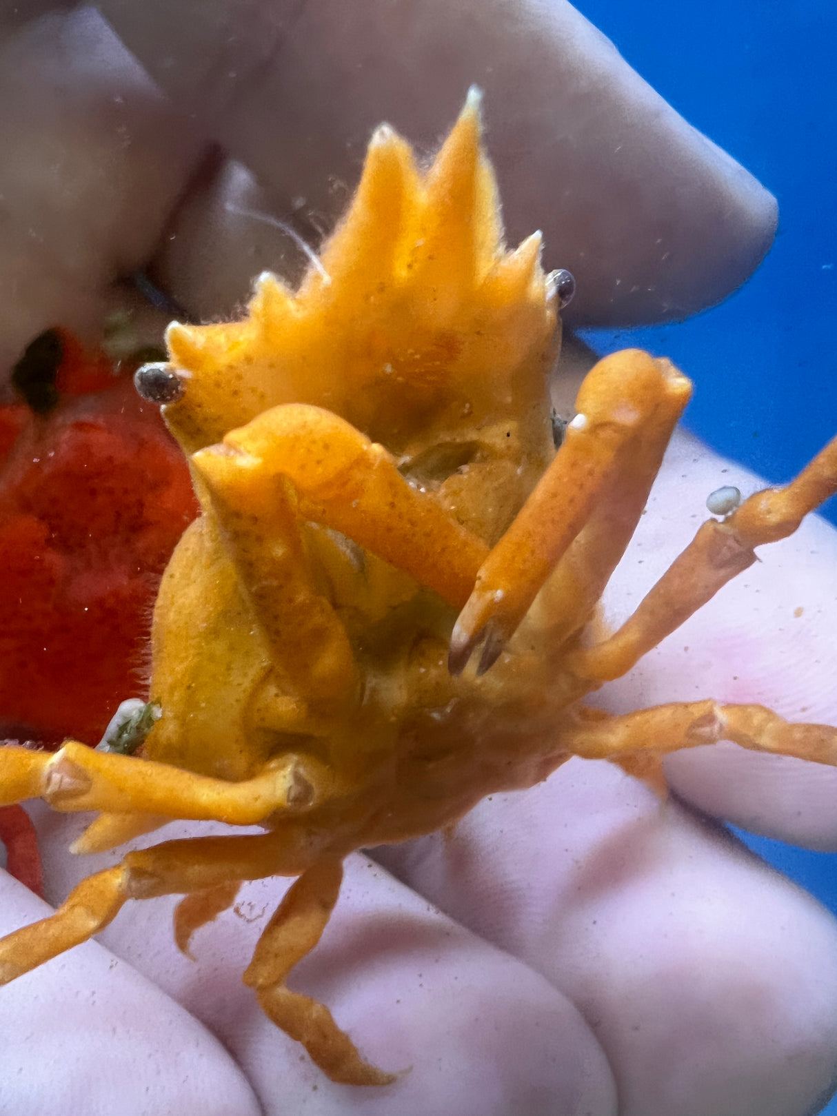 Orange Sponge Decorator Crab