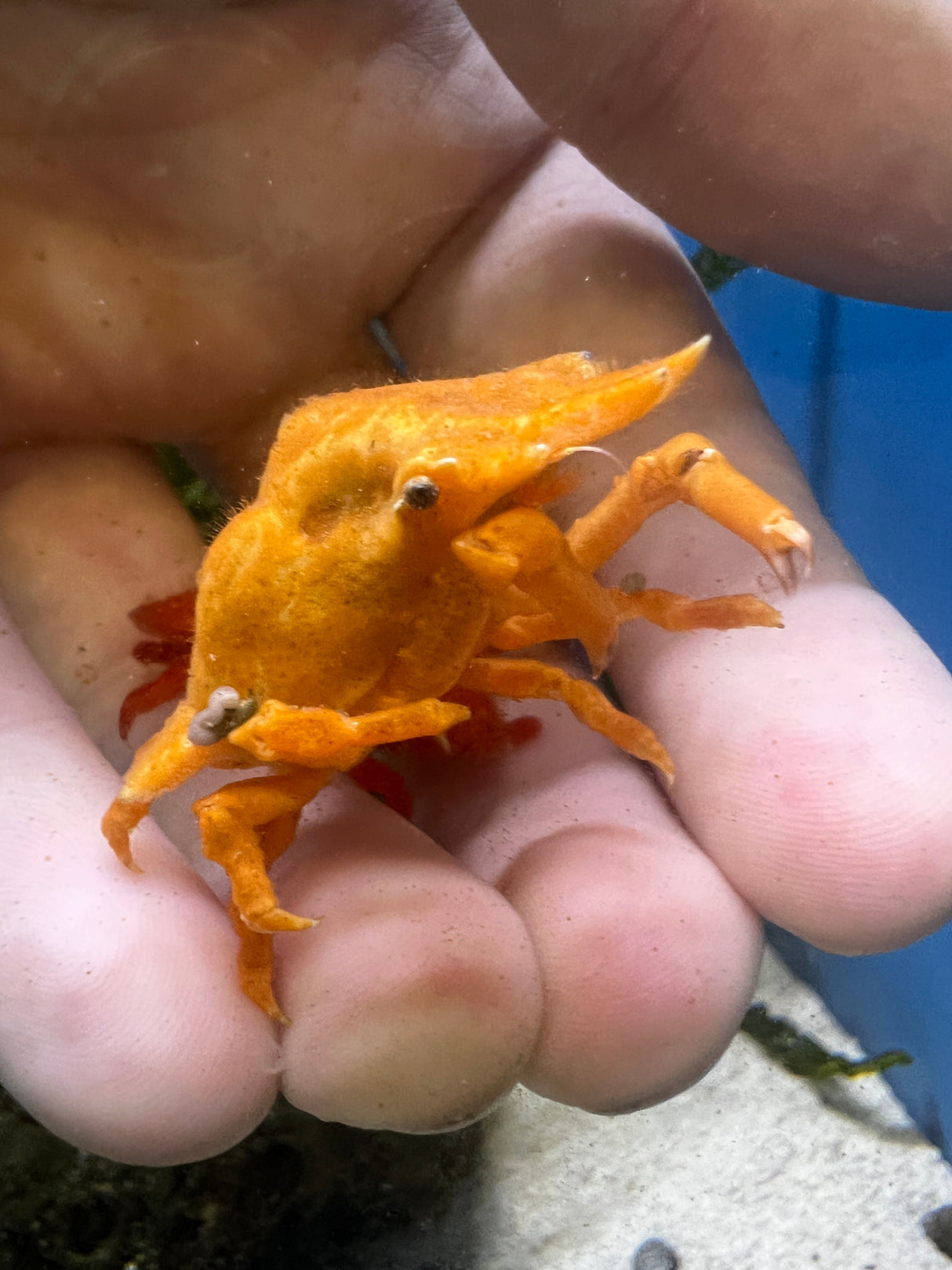 Orange Sponge Decorator Crab