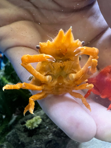 Orange Sponge Decorator Crab