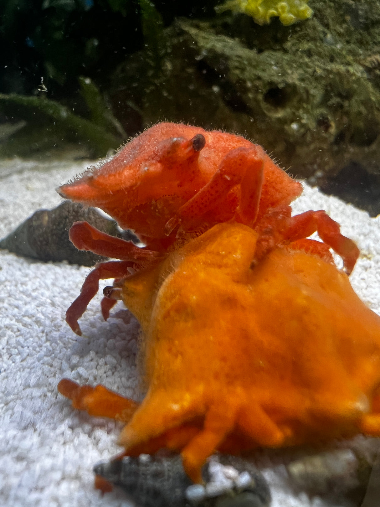 Orange Sponge Decorator Crab