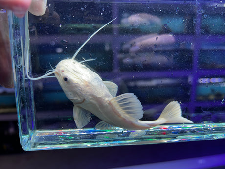 Platinum South American Redtail Catfish
