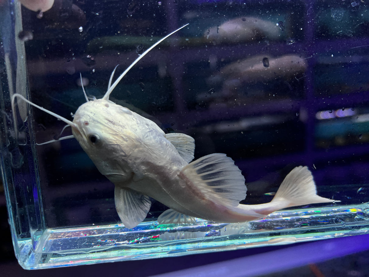 Platinum South American Redtail Catfish
