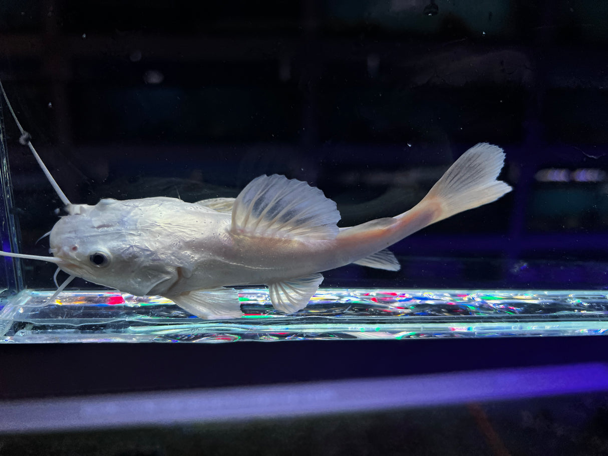 Platinum South American Redtail Catfish