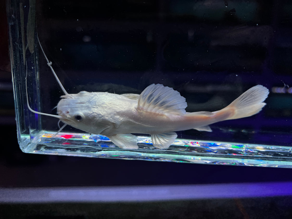 Platinum South American Redtail Catfish