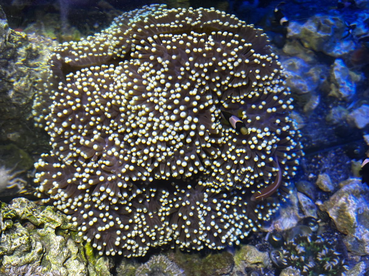 Ritteri Anemone