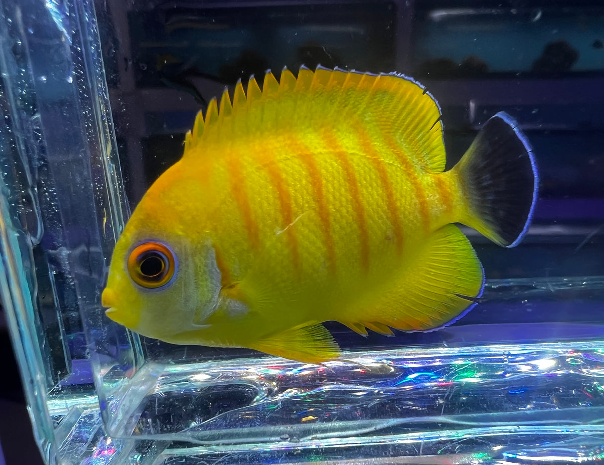 RARE Tigerpyge Angelfish! Lemonpeel X Eibli angelfish hybrid