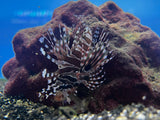 Dwarf Lionfish