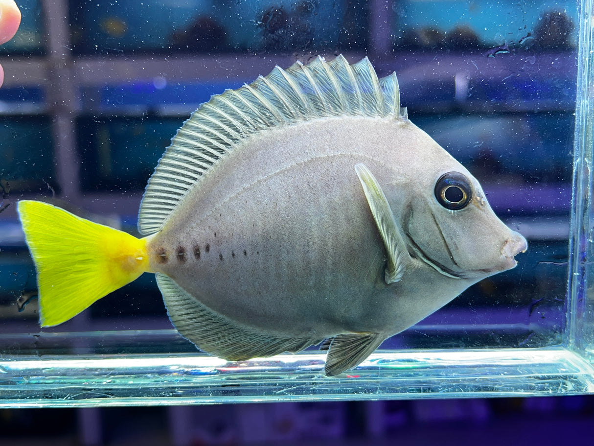 Indonesian Sawtail Tang