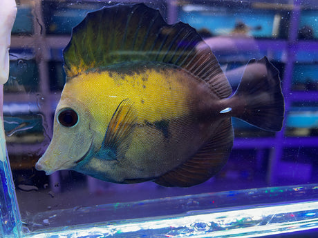 Blue blotched Koi Scopas Tang WYSIWYG