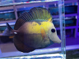 Blue blotched Koi Scopas Tang WYSIWYG