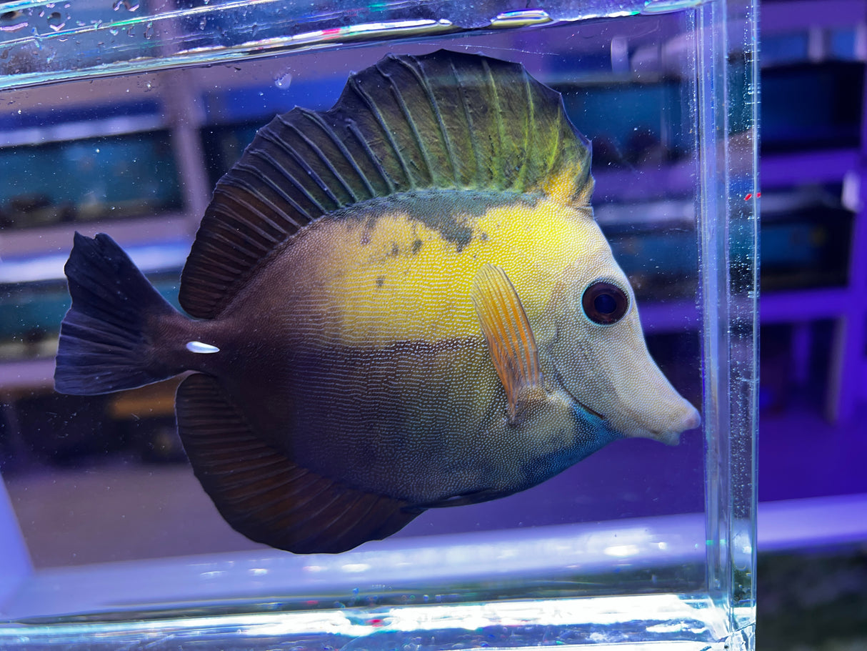Blue blotched Koi Scopas Tang WYSIWYG